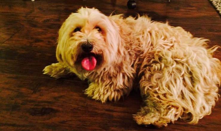 Owners Found, Reunited with “Fluffy”