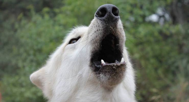 Family Program Focuses on the World of Wolves by Bringing Real Wolf “Ambassadors”